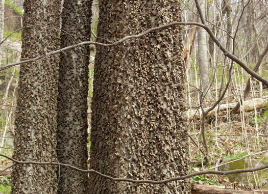 image of Celtis laevigata, Sugarberry, Southern Hackberry, Smooth Hackberry, Lowland Hackberry