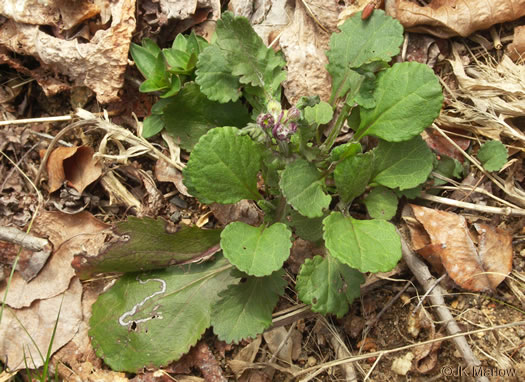 image of Packera obovata, Roundleaf Ragwort, Roundleaf Groundsel, Spatulate-leaved Ragwort, Running Ragwort