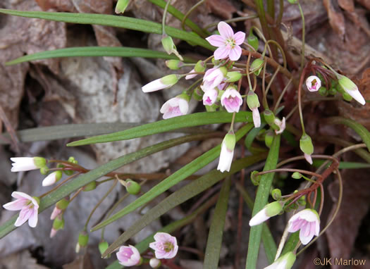 Spring-beauty