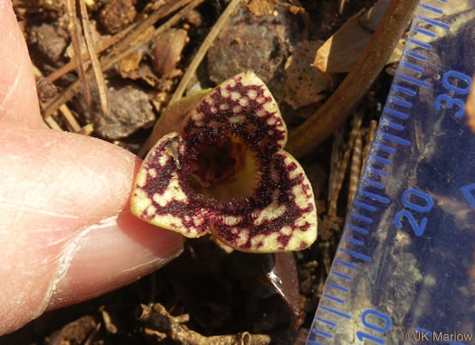 image of Hexastylis heterophylla, Variable-leaf Heartleaf