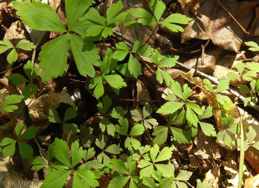 image of Anemone quinquefolia, Wood Anemone