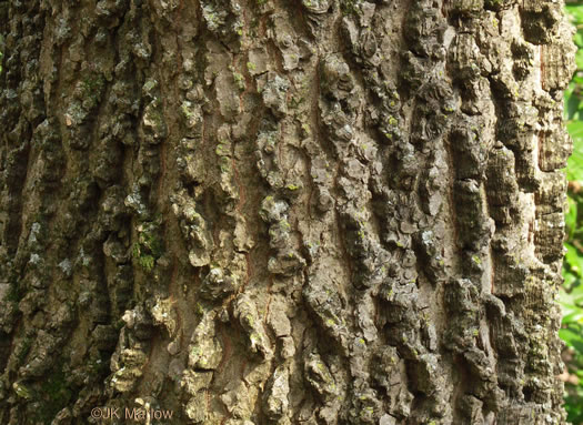 image of Celtis laevigata, Sugarberry, Southern Hackberry, Smooth Hackberry, Lowland Hackberry