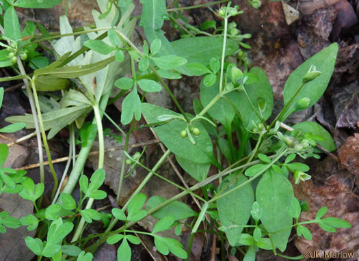 image of Erigenia bulbosa, Harbinger-of-Spring, Pepper-and-Salt, Erigenia