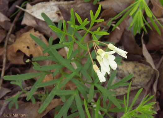 image of Cardamine dissecta, Dissected Toothwort, Fineleaf Toothwort, Forkleaf Toothwort