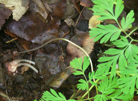 image of Dicentra cucullaria, Dutchman's Britches