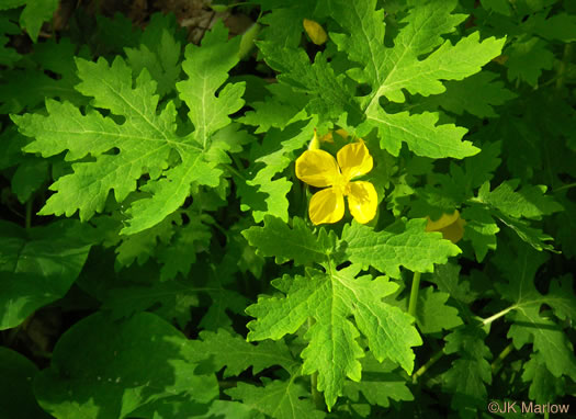 image of Stylophorum diphyllum, Celandine-poppy, Woods-poppy