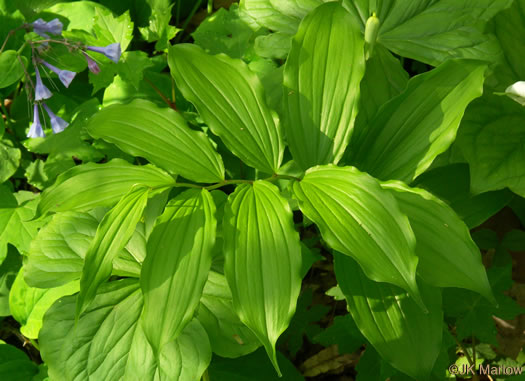 image of Maianthemum racemosum, False Solomon's Seal, Eastern Solomon's Plume, May-plume