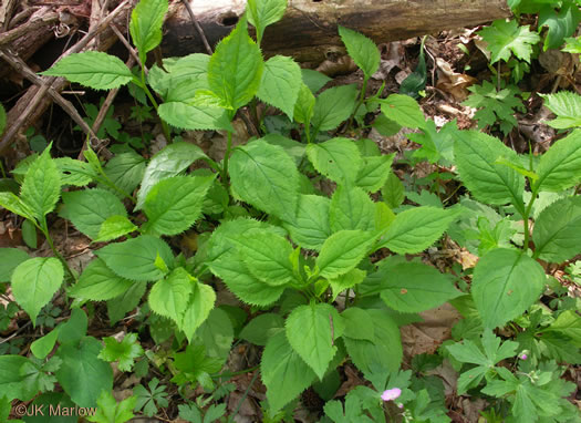 image of Solidago flexicaulis, Zigzag Goldenrod, Broadleaf Goldenrod