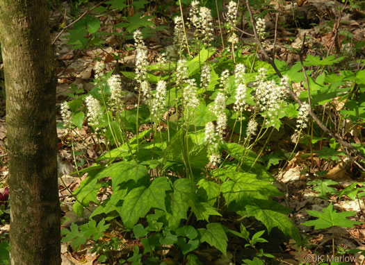 image of Tiarella wherryi, Wherry's Foamflower