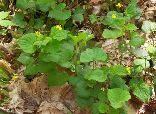 image of Viola eriocarpa, Smooth Yellow Forest Violet, Smooth Yellow Violet