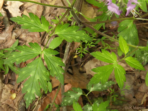 Fernleaf Phacelia