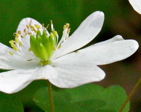 image of Thalictrum thalictroides, Windflower, Rue-anemone