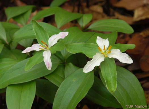 image of Trillium pusillum +, Carolina Least Trillium, Virginia Dwarf Trillium, Aiken Least Trillium