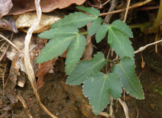 image of Zizia trifoliata, Mountain Golden-Alexanders