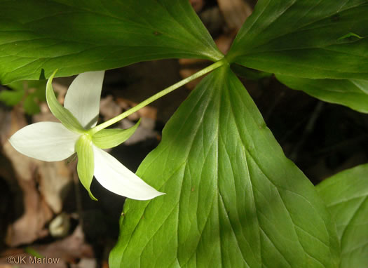 image of Trillium rugelii, Southern Nodding Trillium