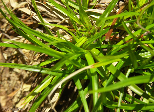 image of Carex umbellata, Parasol Sedge