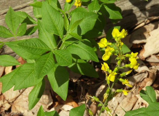 image of Thermopsis mollis, Appalachian Golden-banner, Allegheny Mountain Golden-banner, Bush Pea