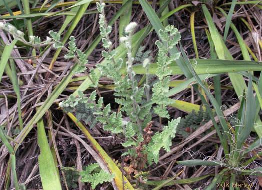 image of Myriopteris tomentosa, Woolly Lipfern