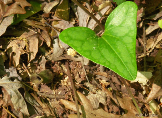 image of Hexastylis arifolia, Little Brown Jug, Arrowhead Heartleaf, Arrowleaf Heartleaf, Pigs