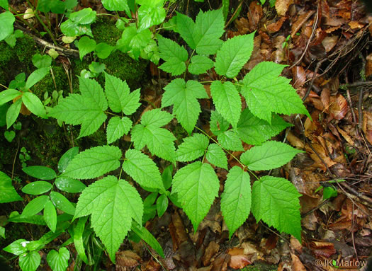 Astilbe biternata, Appalachian False Goatsbeard, Appalachian Astilbe