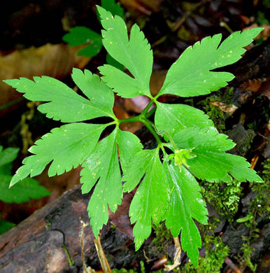 Wood Anemone