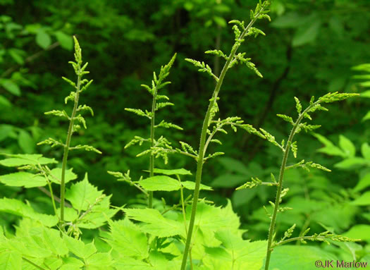 image of Astilbe biternata, Appalachian False Goatsbeard, Appalachian Astilbe