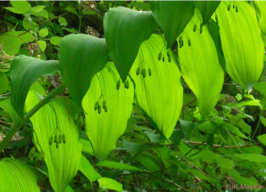 image of Polygonatum biflorum +, Smooth Solomon's Seal