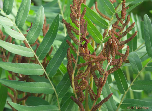 image of Osmunda spectabilis, American Royal Fern