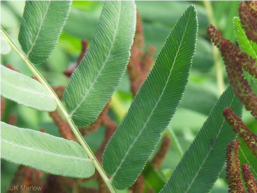 image of Osmunda spectabilis, American Royal Fern