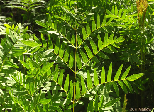 image of Osmunda spectabilis, American Royal Fern