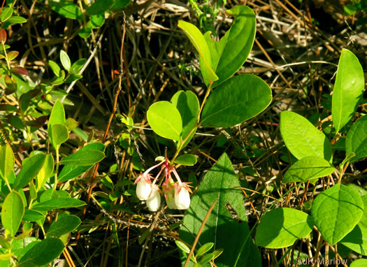 image of Lyonia mariana, Staggerbush, Large-flowered Fetterbush