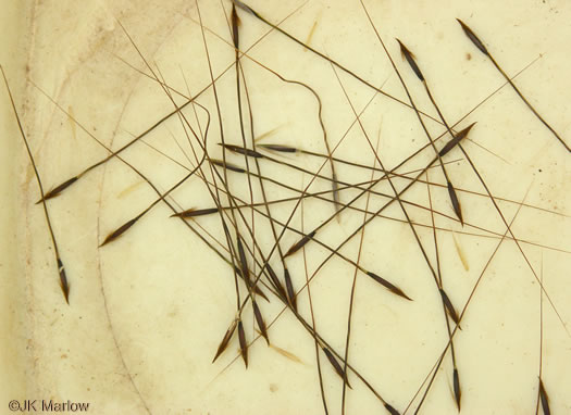 image of Piptochaetium avenaceum, Green Needlegrass, Blackseed Needlegrass, Eastern Needlegrass, Black Oatgrass