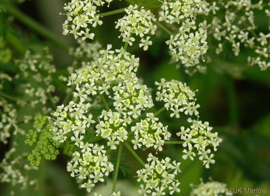 image of Conium maculatum, Poison-hemlock