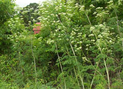 image of Conium maculatum, Poison-hemlock