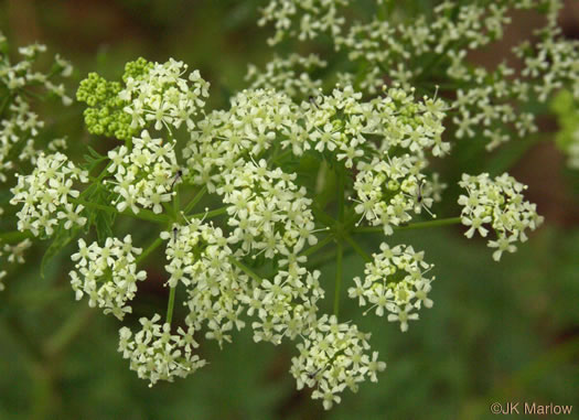 image of Conium maculatum, Poison-hemlock