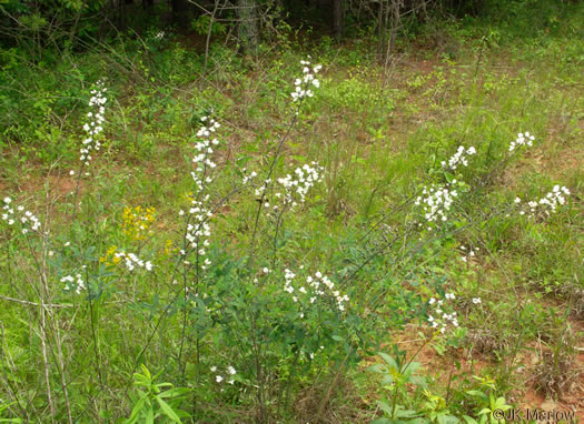 image of Baptisia albescens, Narrow-pod White Wild Indigo, Spiked Wild Indigo