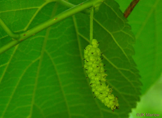 image of Morus rubra, Red Mulberry