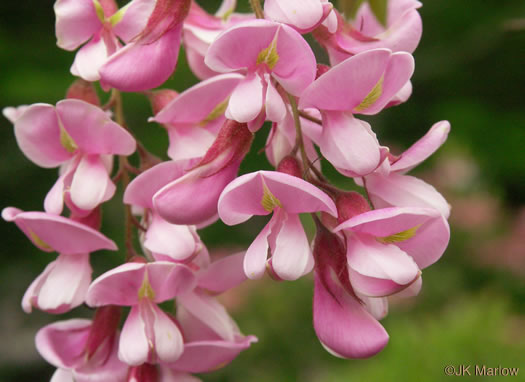 Robinia hispida var. kelseyi, Kelsey's Locust