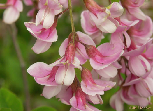 Robinia hispida var. kelseyi, Kelsey's Locust