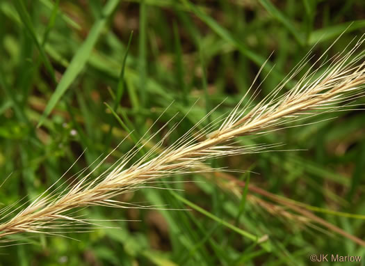 image of Festuca myuros, Rat-tail Fescue