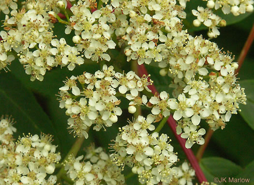 image of Sorbus americana, American Mountain-ash, American Rowan