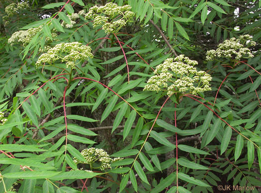 image of Sorbus americana, American Mountain-ash, American Rowan