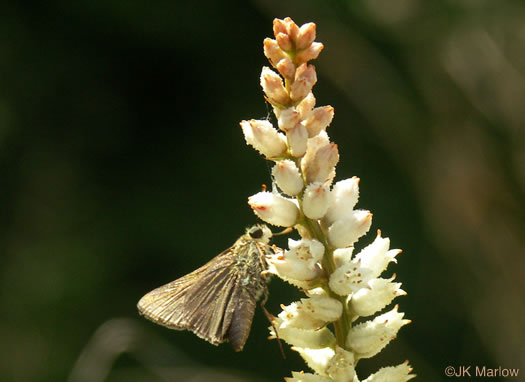 image of Aletris farinosa, Northern White Colicroot, Mealy Colicroot, Stargrass