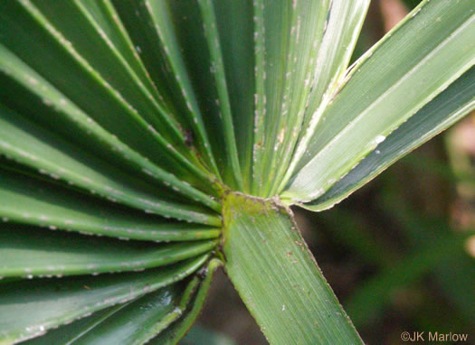 image of Sabal minor, Dwarf Palmetto, Bush Palmetto, Dwarf Blue Palmetto, Bluestem Palmetto