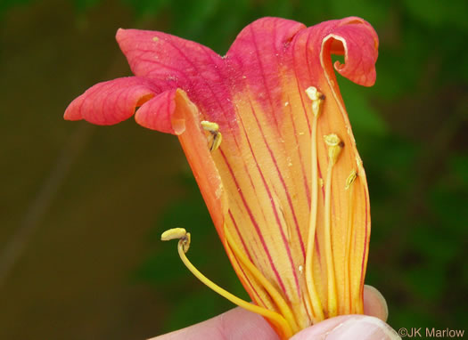 image of Campsis radicans, Trumpetcreeper, Trumpet Vine, Cow-Itch Vine