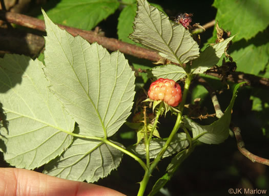 image of Rubus occidentalis, Black Raspberry, Blackcap