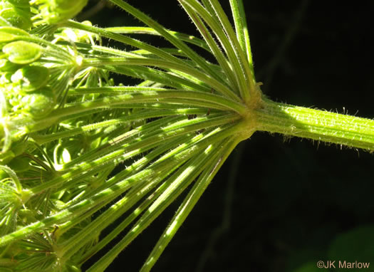 image of Heracleum maximum, Cow-parsnip, American Hogweed, Masterwort