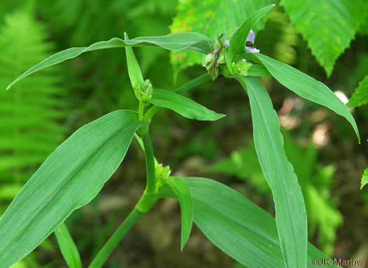 image of Tradescantia subaspera, Zigzag Spiderwort, Wide-leaved Spiderwort