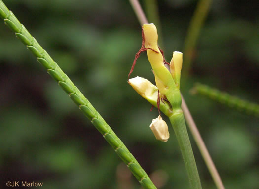 image of Tripsacum dactyloides var. dactyloides, Gama Grass, Eastern Gamagrass