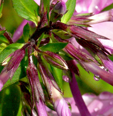 image of Phlox carolina, Carolina Phlox, Thick-leaf Phlox, Giant Phlox